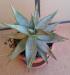 Aloe aculeata c di Patrizia.jpg